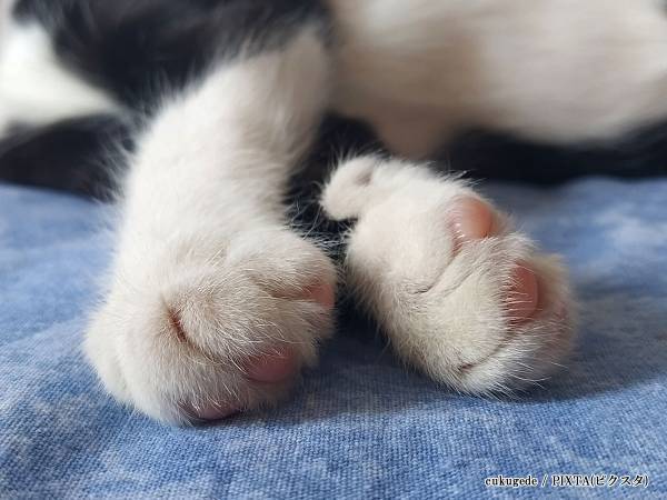 「あんなに身軽なのに…」　猫のある行動に「わざと」「嫌な気はしない」