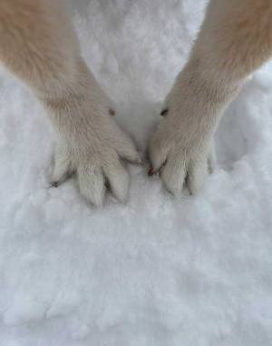 雪道で散歩する柴犬　滑らないように踏ん張る前足が…　「かわいい～」「たまらん！」