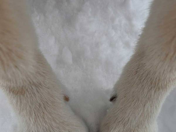 雪道で散歩する柴犬　滑らないように踏ん張る前足が…　「かわいい～」「たまらん！」