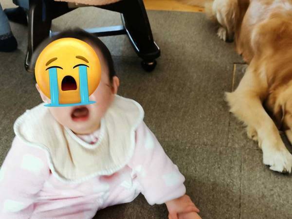 大泣きする赤ちゃんに気付いた犬、慰めようとしたら？　「なんて切ない顔…」