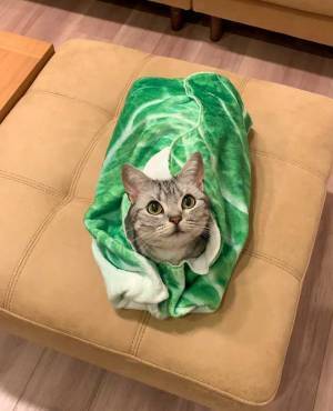 子猫を包む、暖かそうな毛布　まさかの柄で…？　「こういう画像だけを見ていたい」