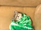 子猫を包む、暖かそうな毛布　まさかの柄で…？　「こういう画像だけを見ていたい」