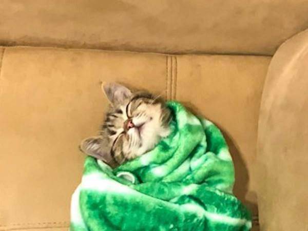 子猫を包む、暖かそうな毛布　まさかの柄で…？　「こういう画像だけを見ていたい」