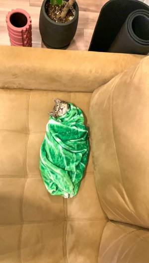 子猫を包む、暖かそうな毛布　まさかの柄で…？　「こういう画像だけを見ていたい」