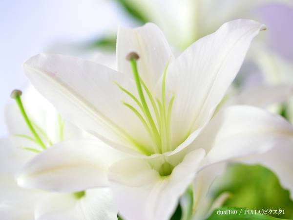 急逝した漫画家の芦原妃名子さん　小学館がコメントを発表