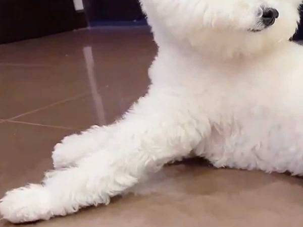 背後の『アレ』に気付いた犬　反応に「大笑いした」「めっちゃ元気出る」