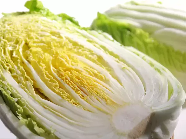 スープやサラダがおいしさアップ　カゴメが教えるハクサイの部位の使い分け