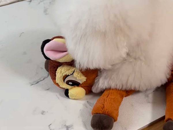 ぬいぐるみを揉みほぐす犬　職人歴５年の手つきに「匠の技」「予約はDMですか」