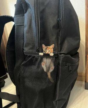 『夫のリュック』に１０万人がいいね！　「すれ違った人が二度見する」「羨ましい！」