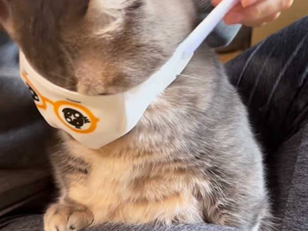 「すごい」「何度見ても笑っちゃう！」　猫の爪切り姿に反響