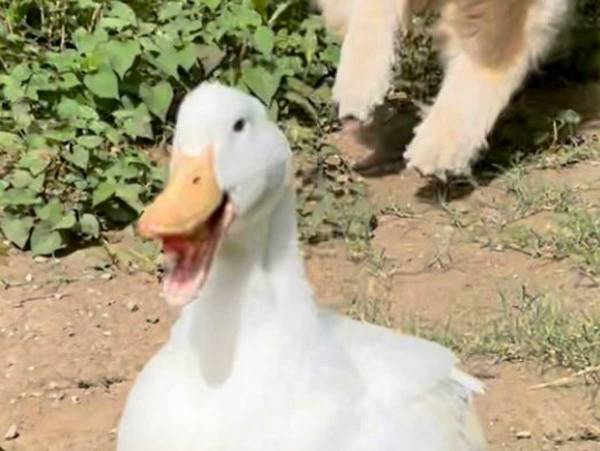 種を超えた『きょうだい』が見せる幸せに満ちた１枚が話題