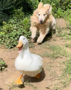 種を超えた『きょうだい』が見せる幸せに満ちた１枚が話題