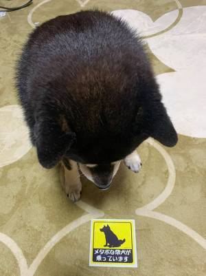 「納得いかないご様子」　犬が凝視するステッカー、文字を読むと？