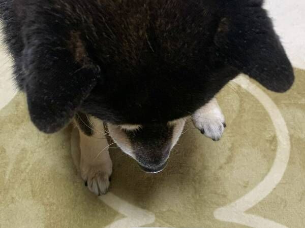 「納得いかないご様子」　犬が凝視するステッカー、文字を読むと？