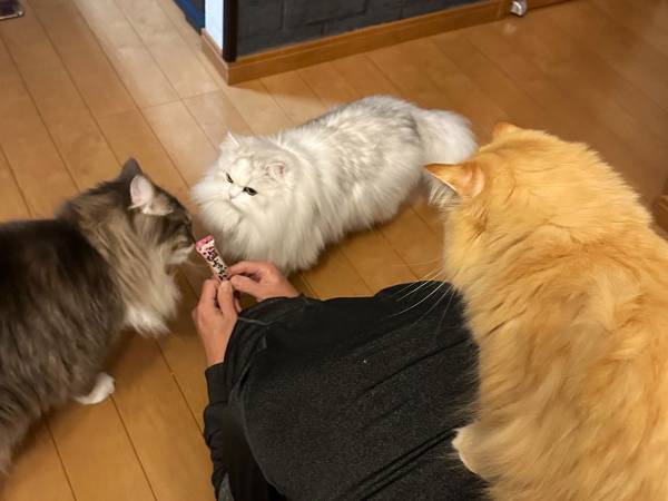 猫に群がられた飼い主　手に持っていたものに「これは間違われても仕方がない」