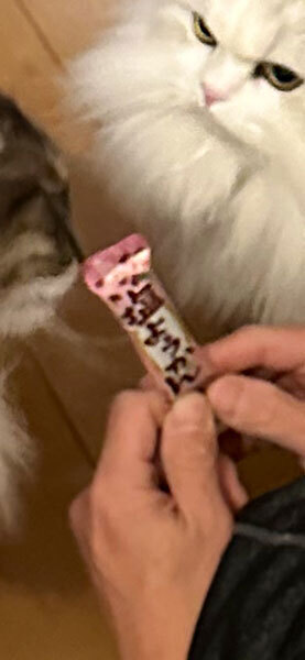 猫に群がられた飼い主　手に持っていたものに「これは間違われても仕方がない」