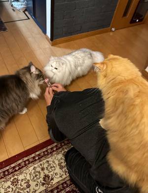 猫に群がられた飼い主　手に持っていたものに「これは間違われても仕方がない」