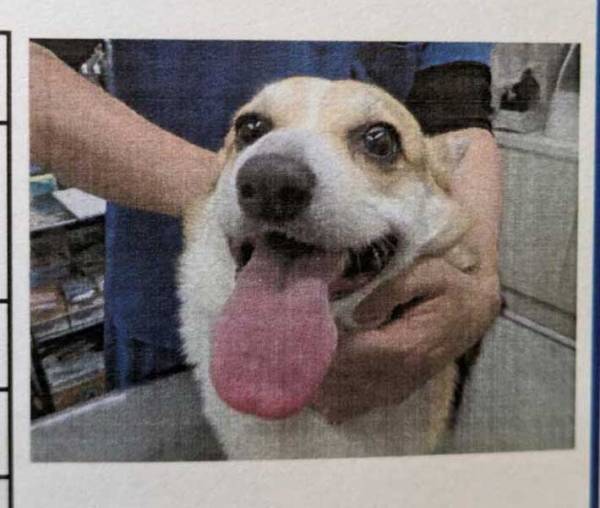 動物病院に行ったコーギー　緊張感ゼロの証明写真が話題　「爆笑」「すごい誇らしげ」