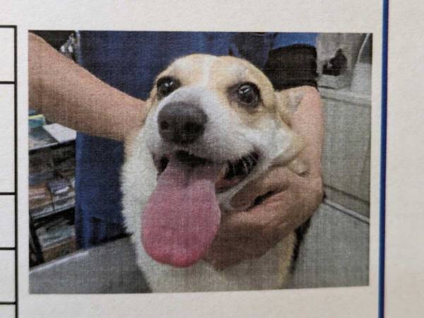 動物病院に行ったコーギー　緊張感ゼロの証明写真が話題　「爆笑」「すごい誇らしげ」