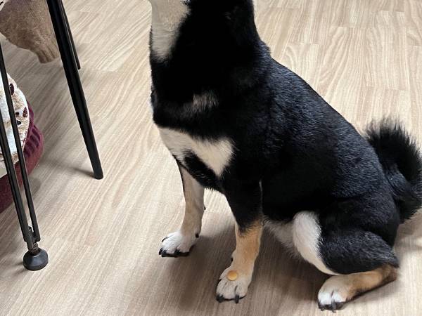 『灯台下暗し』とは、まさにこのこと！　飼い主のアイスを欲しがる柴犬の脚元に？