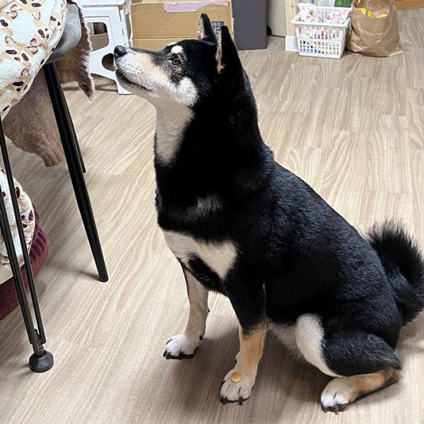 『灯台下暗し』とは、まさにこのこと！　飼い主のアイスを欲しがる柴犬の脚元に？