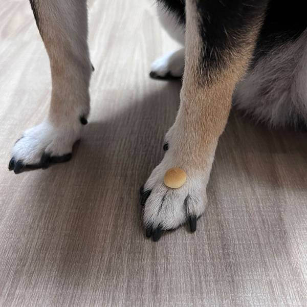 『灯台下暗し』とは、まさにこのこと！　飼い主のアイスを欲しがる柴犬の脚元に？