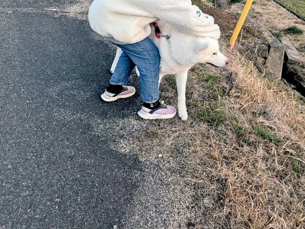秋田犬の散歩を特訓する小学生　車が近付いてくると…「大正解」「飼い主の鑑」