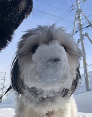 大雪の北海道で散歩をした犬　その結果に「どうしてそうなった」「激しい」