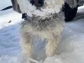 大雪の北海道で散歩をした犬　その結果に「どうしてそうなった」「激しい」