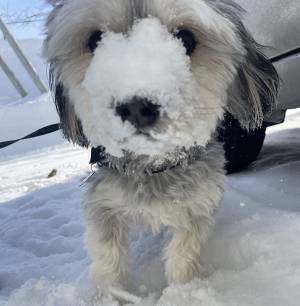 大雪の北海道で散歩をした犬　その結果に「どうしてそうなった」「激しい」