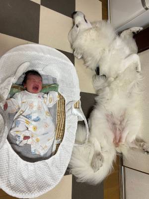 新生児が泣いても「動けない！」　その理由が分かる１枚の写真に共感続出