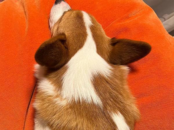 「寝違えたかな」と首を痛がる夫　妻が目撃した『原因』に、クスッとする人が続出