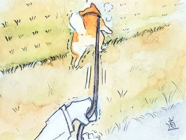 絶対にやめてほしい！　柴犬が目指す方向に「待て待て」「道を歩いて！」