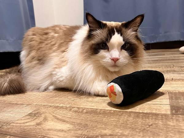 『節分らしい写真』を撮影したい飼い主　恵方巻きのぬいぐるみを使った結果？