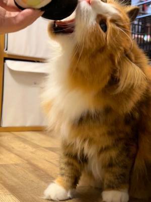 『節分らしい写真』を撮影したい飼い主　恵方巻きのぬいぐるみを使った結果？