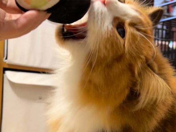 『節分らしい写真』を撮影したい飼い主　恵方巻きのぬいぐるみを使った結果？