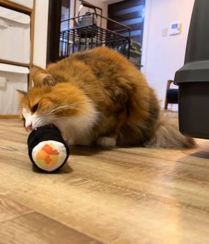 『節分らしい写真』を撮影したい飼い主　恵方巻きのぬいぐるみを使った結果？