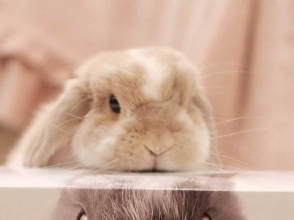 縦に積まれた『鼻セレブ』の写真に１０万いいね　「優勝」「一番上のをください…！」