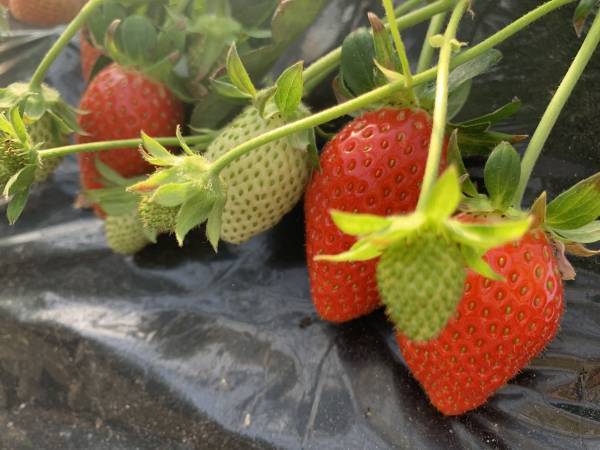 どれがおいしいイチゴなの？　イチゴ農園が教える見分け方に「参考にします」