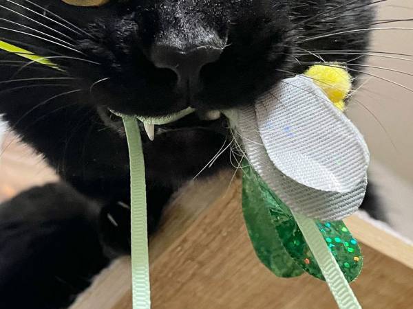 「みぃ～つけたぁ～」　トラウマ級に怖い『ある生き物』の顔が話題に…