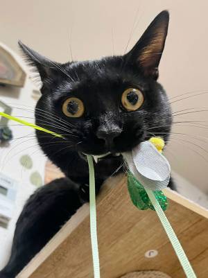 「みぃ～つけたぁ～」　トラウマ級に怖い『ある生き物』の顔が話題に…