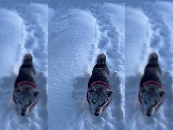 柴犬が北海道ならではの『まさかな姿』に…！　「愛くるしい」「豪快だなあ」