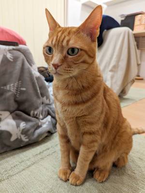 「裏アカがバレた時の顔」「情報漏洩してる」　昔の名前を聞いた猫の写真がコチラ！