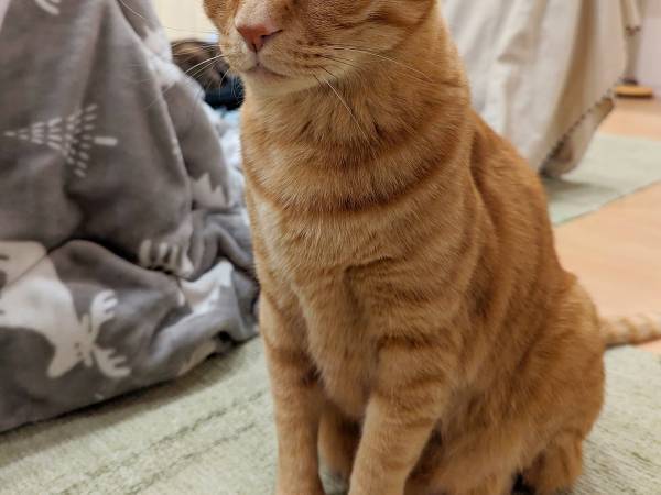 「裏アカがバレた時の顔」「情報漏洩してる」　昔の名前を聞いた猫の写真がコチラ！