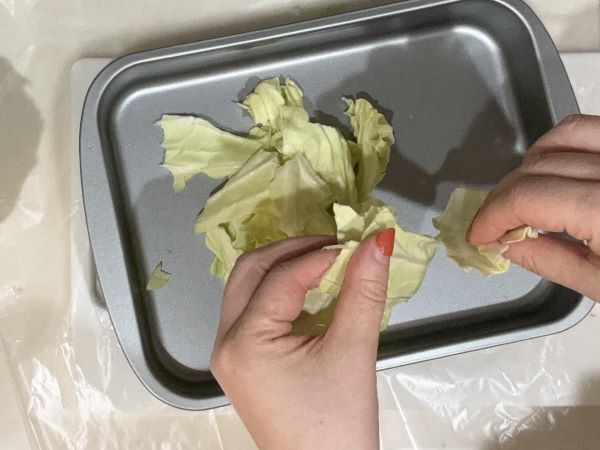 キャベツを効率的な解体するには？　カゴメの情報に「初めて知りました」