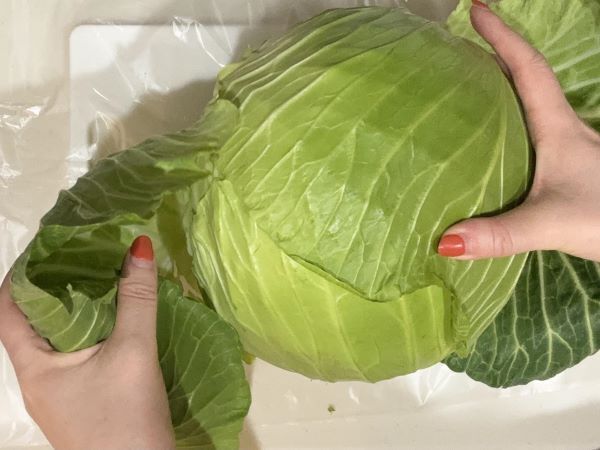 キャベツを効率的な解体するには？　カゴメの情報に「初めて知りました」