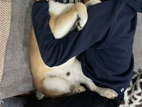 柴犬とハグをしたまま？　幸せすぎる光景に「なんて尊い」「人生最高の瞬間だ」