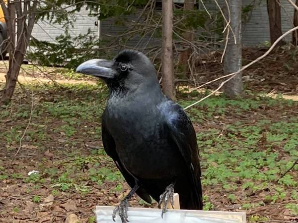 「説得力がありすぎる」　カラスの下を見ると…「ガチじゃん」「絶対強いやつ」