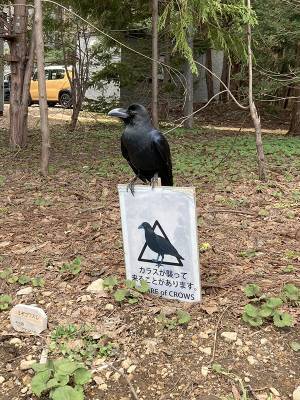 「説得力がありすぎる」　カラスの下を見ると…「ガチじゃん」「絶対強いやつ」