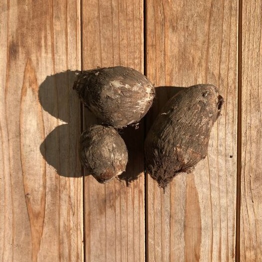 カビやすいサトイモ　便利な保存方法に「やってみます」「助かる」